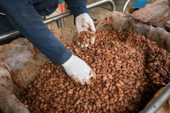 Imagem da notícia Como funciona o mercado de cacau?